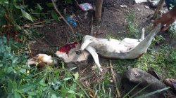 Gigit Dua Korban, Anjing Diduga Rabies Akhirnya Dibantai