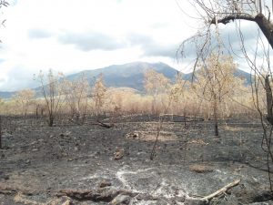 Cegah Kebakaran, Areal Lereng Lewotobi Bisa Jadi Lahan Produktif