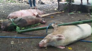 Kematian Ternak Babi di Flotim Terus Meningkat, Tembus 1.600 Ekor