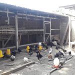 Beternak Ayam Kampung 2.000 an Ekor, Solideo Farm Jadi ‘Pang Gizi’ Perangi Stunting di Sikka