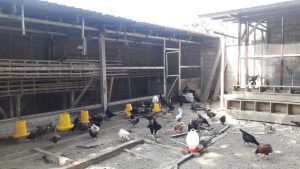 Beternak Ayam Kampung 2.000 an Ekor, Solideo Farm Jadi ‘Pang Gizi’ Perangi Stunting di Sikka