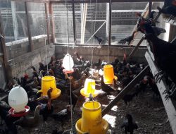 Kian Melejit, Solideo Farm Sudah Kuasai 147 Desa di Sikka, Siap Beternak Ayam Kampung