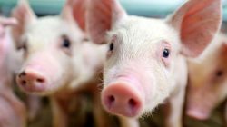 Ratusan Ternak Babi di NTT Mati Terserang Virus ASF