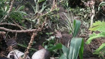 Banjir Terjang Desa Bokang Wolomatang Flores Timur